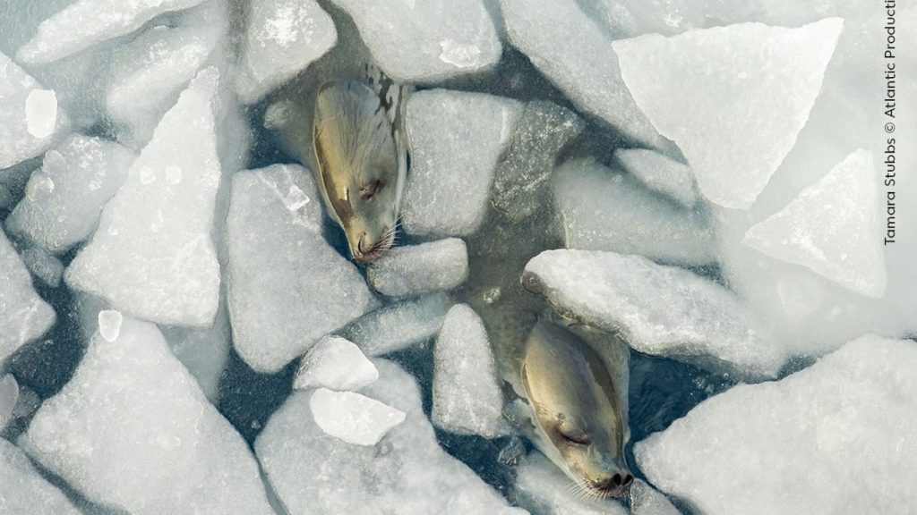 Des lions post-coïtaux aux phoques endormis, émerveillez-vous devant certaines des meilleures photographies animalières de cette année