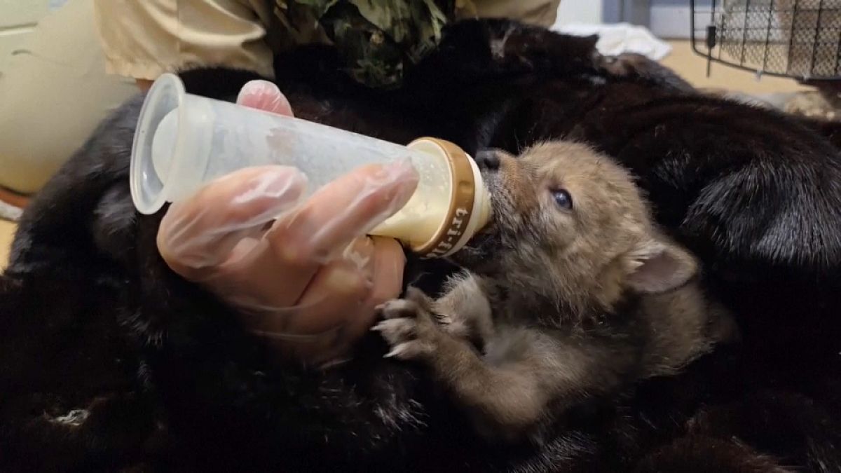 Des coyotes orphelins relâchés dans la nature dans le sud de la Californie