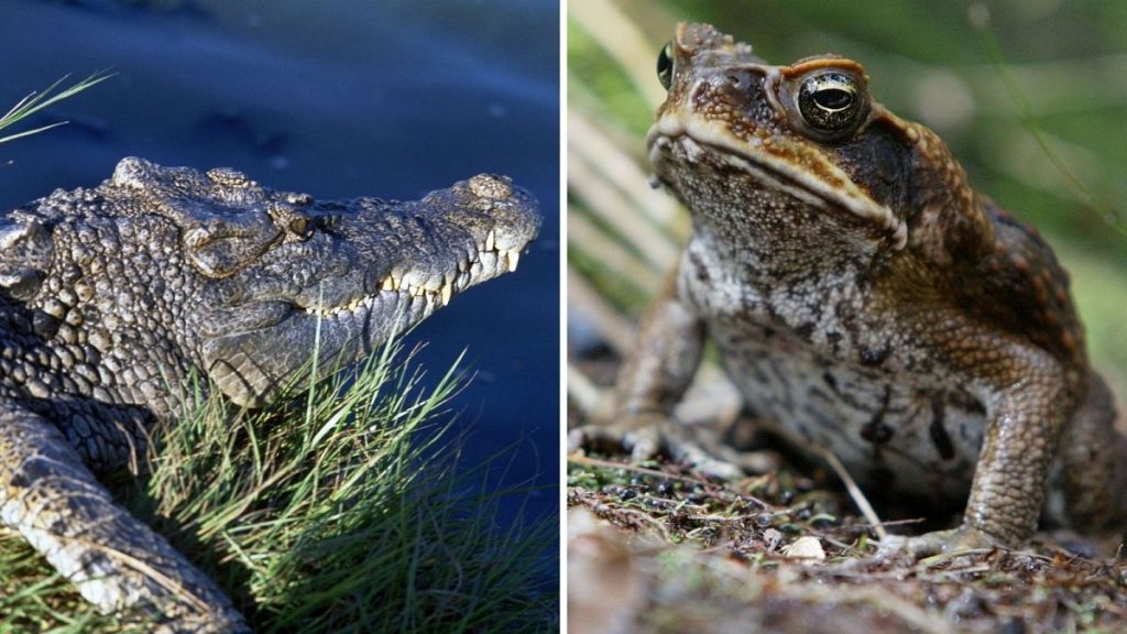 A freshwater crocodile and a cane toad - its poisonous nemesis.