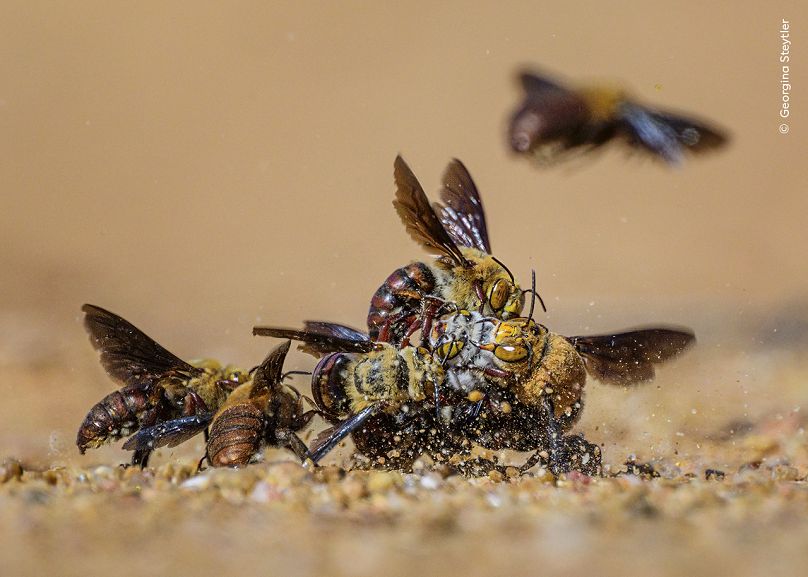 Cette boule d'abeilles fouisseuses de Dawson mâles se disputent l'accès à une femelle.