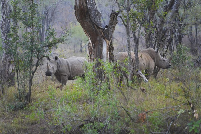 Des rhinocéros noirs sont visibles en liberté dans la réserve de Save Valley, au Zimbabwe.