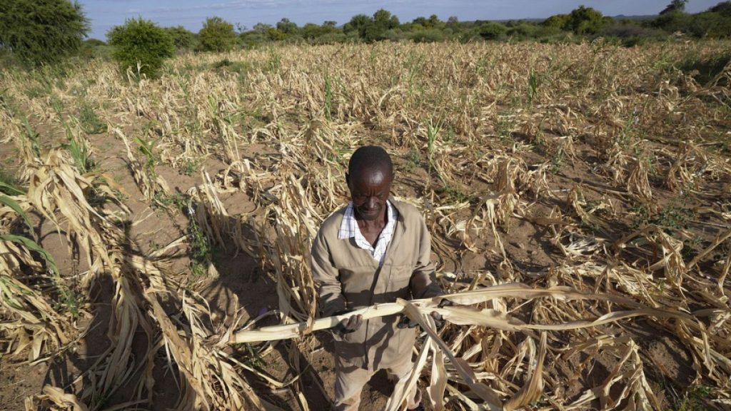 James Tshuma, a farmer in Mangwe district in southwestern Zimbabwe, stands in the middle of his dried up crop field amid a drought, in Zimbabwe, Friday, March, 22, 2024.