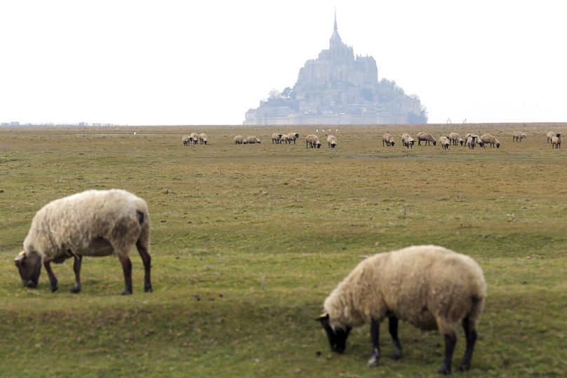   Sur cette photo d'archives du 9 mars 2015, des moutons paissent dans les champs appelés 