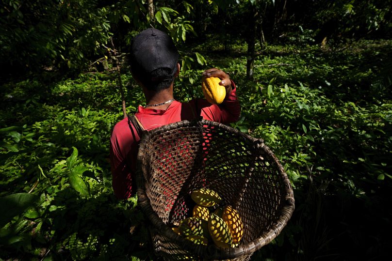 José Carlos, employé du Sitio Gimaia Tauare appartenant à Neilanny Maia, récolte des fruits de cacao à la main, dans l'État de Para au Brésil, en juin 2023