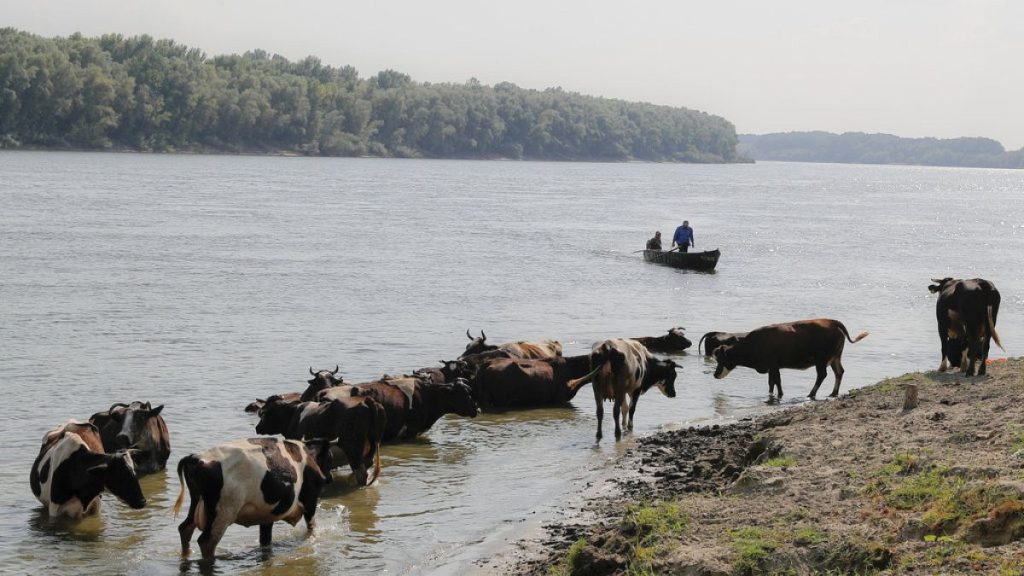 FILE - Cows cool off in the Danube river waters to cool off near Giurgiu, southern Romania, Thursday, August 10, 2017.