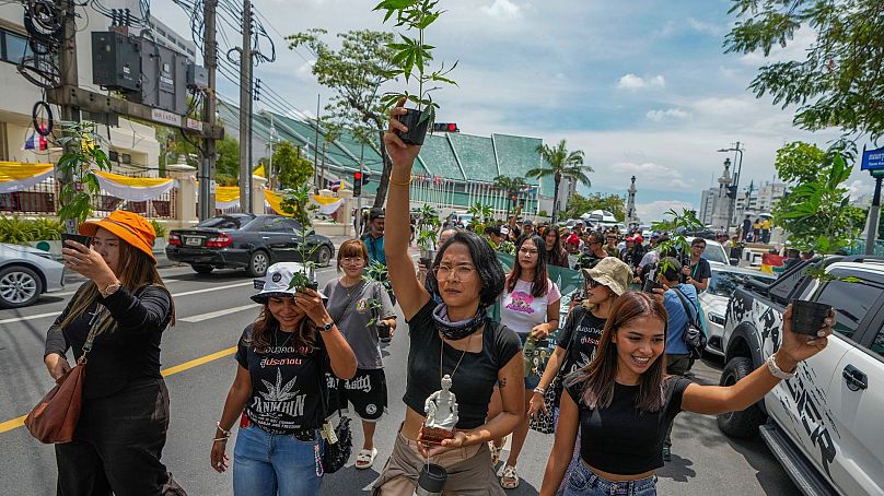 Des militants et des entrepreneurs du cannabis tiennent une plante de cannabis alors qu'ils marchent vers la Maison du gouvernement à Bangkok, en Thaïlande, le 8 juillet 2024. 