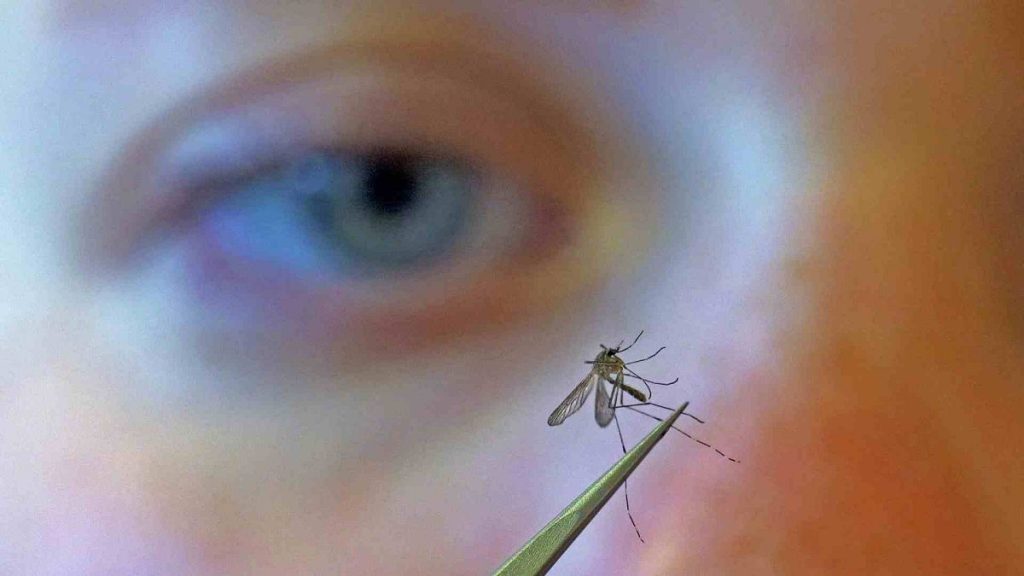 A municipal biologist examines a mosquito in Salt Lake City