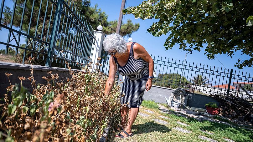 Haroula Psaropoulou vérifie ses fleurs séchées dans le village de Nea Potidea, dans la péninsule de Halkidiki, au nord de la Grèce, le 19 août 2024. 