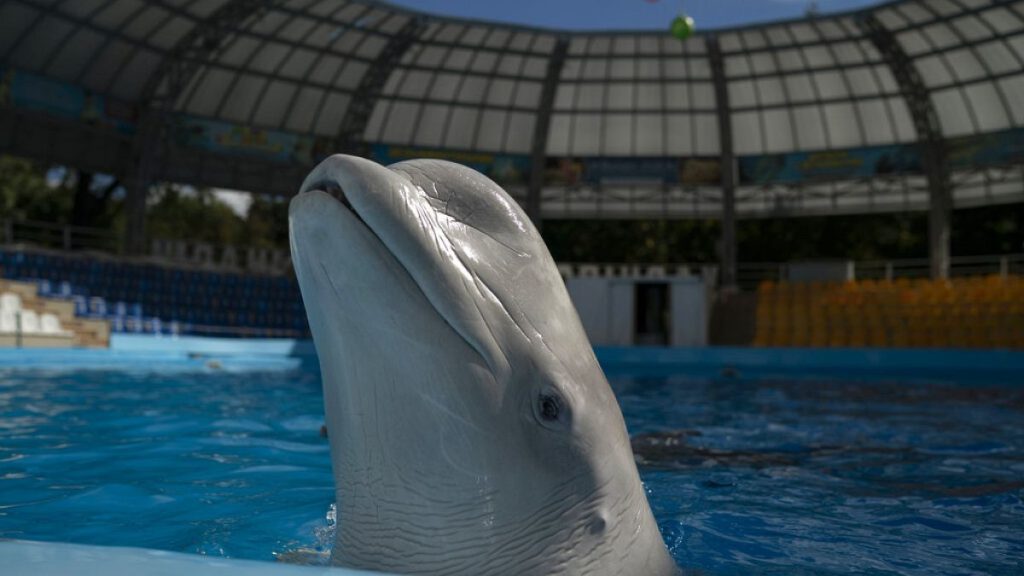 The beluga whale named Plombieres swims in the pool after a practice session at the dolphinarium Nemo in Kharkiv, Ukraine, Wednesday, Sept. 21, 2022.