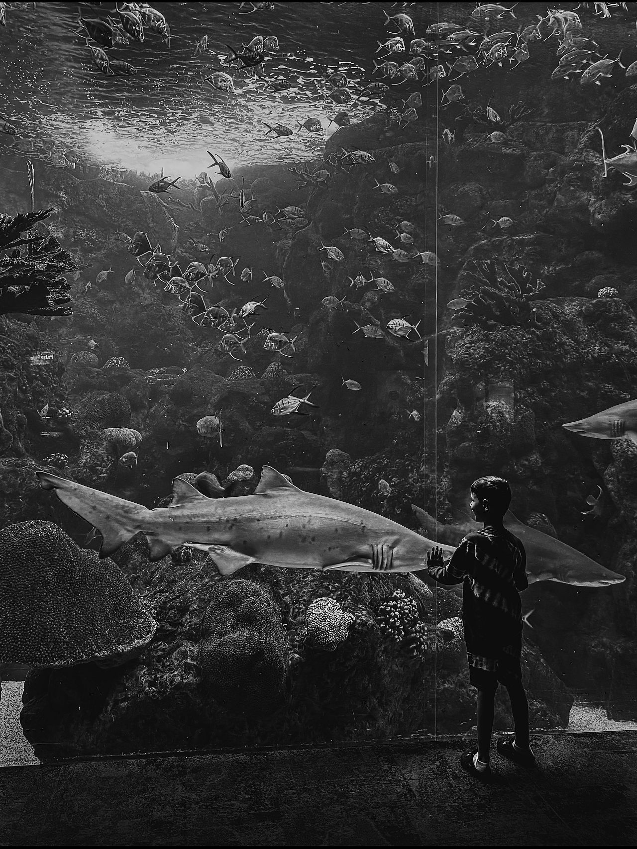 « Un garçon rencontre un requin » d'Erin Brooks