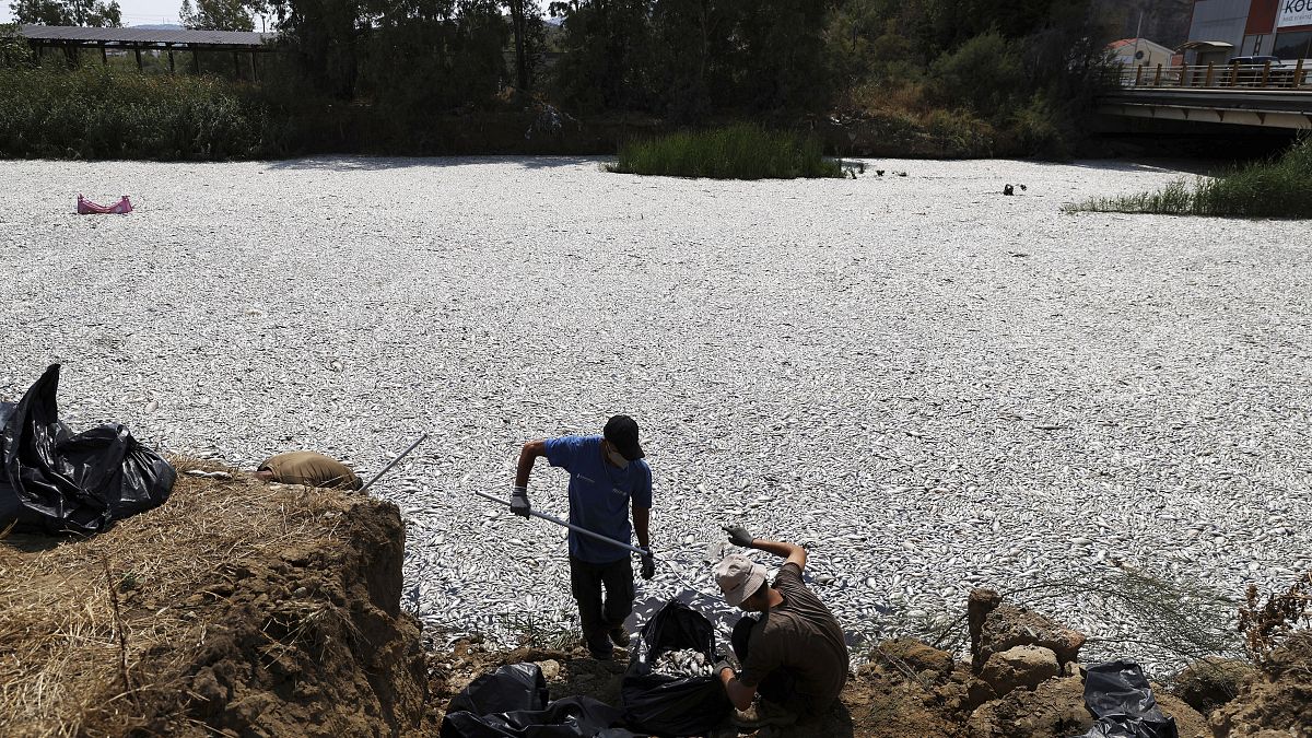 Workers collect dead fish from a river near the port city of Volos, August 29, 2024