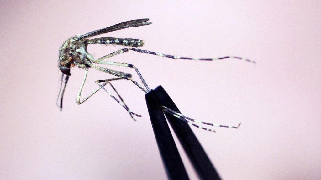 FILE — A Cattail mosquito is held up for inspection Wednesday, Sept. 8, 2010, at the Maine Medical Center Research Institute, in South Portland, Maine.