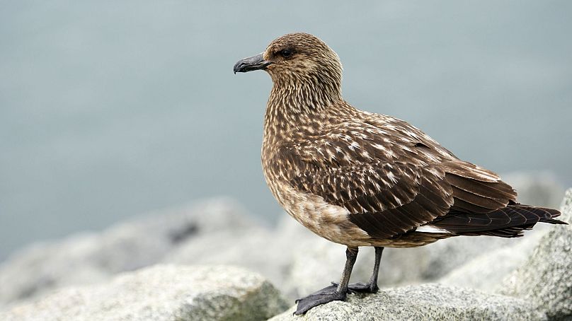 Le grand labbe a été ajouté à la liste rouge du Royaume-Uni.