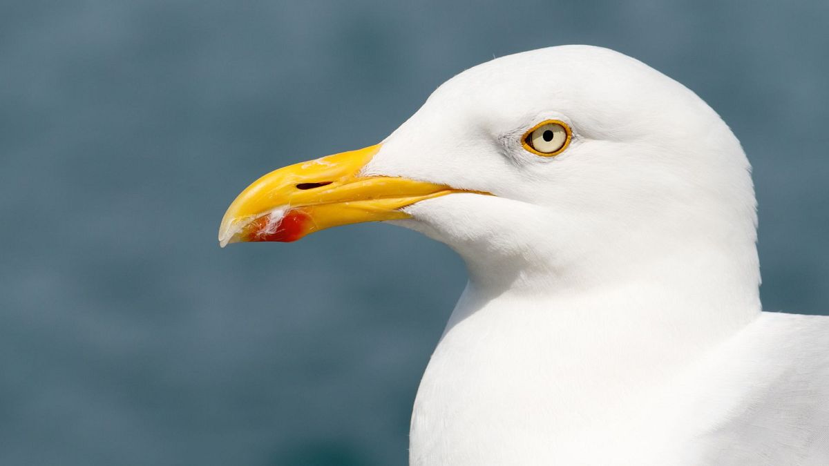 Common gulls are among the five seabird species added to the UK