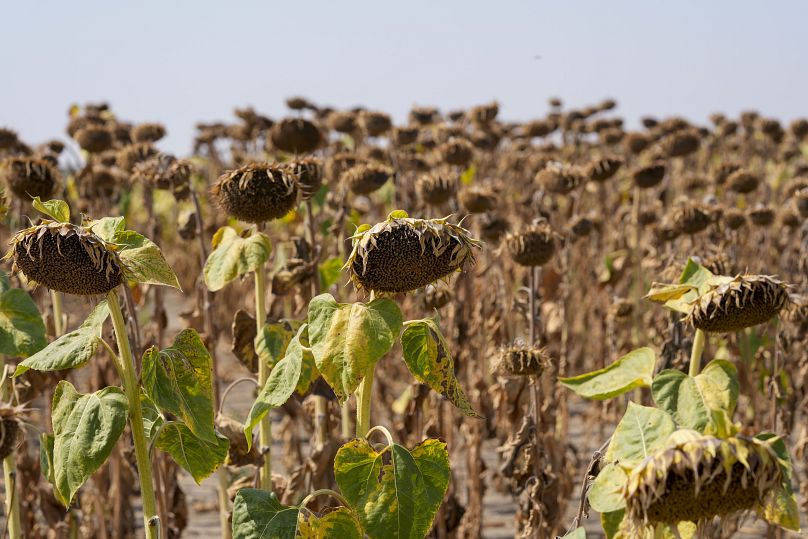 Tournesols fanés dans un champ près de la ville de Becej, en Serbie.