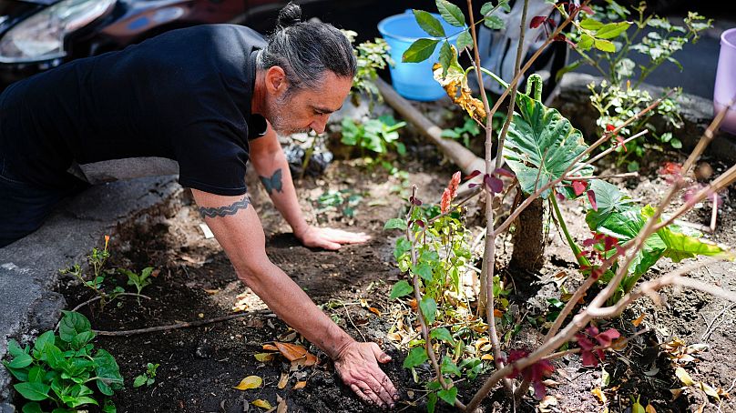 Arturo Hernandez, leader de The Tree Army, un groupe qui œuvre pour améliorer la forêt urbaine, plante un arbre à Mexico, le 26 août 2024.