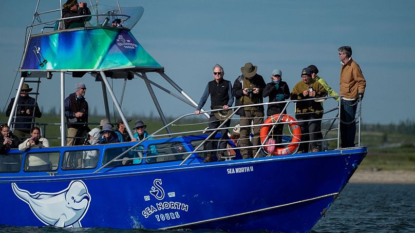 Des touristes observent des bélugas dans la rivière Churchill, le 4 août 2024, près de Churchill, au Manitoba. 