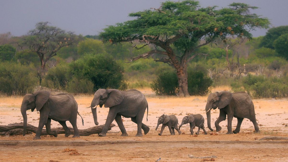 A herd of elephants make their way through the Hwange National Park, Zimbabwe, in search of water, on 10 November 2019.