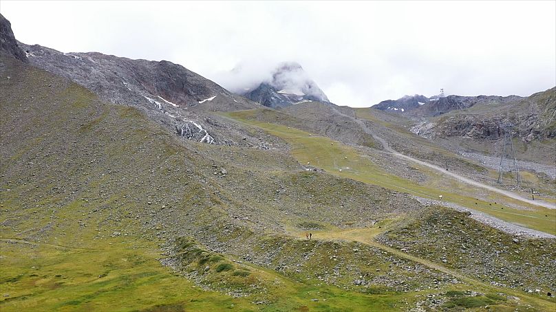 Les petites plantes colonisent les altitudes plus élevées