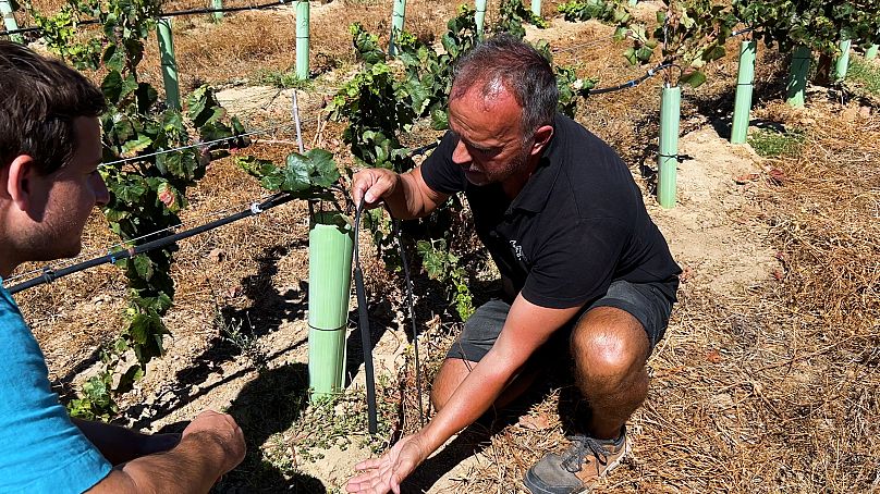 Edgar Vilarinho a investi dans un système d'irrigation souterrain pour réduire l'évaporation