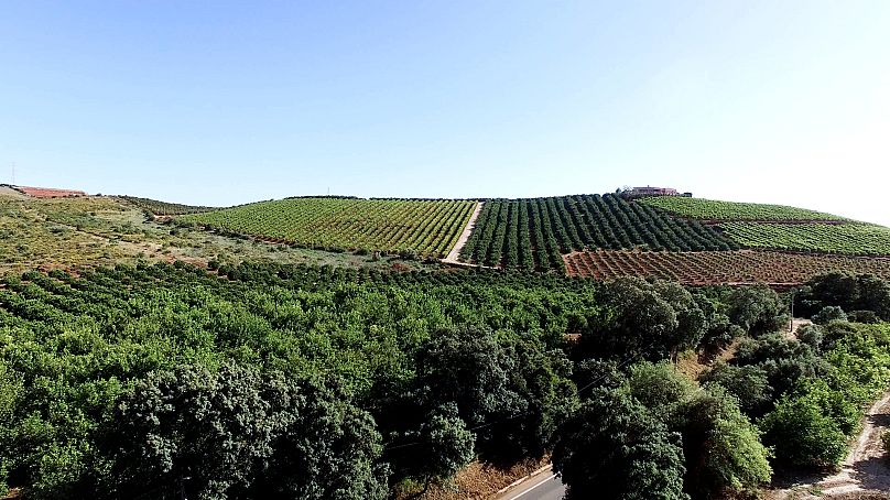 L'Algarve exporte de nombreux produits agricoles, tels que les oranges et les avocats