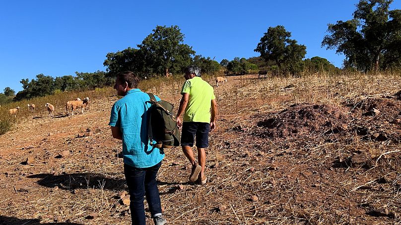 Quinta do Freixo privilégie l'agriculture régénératrice avec l'aide des moutons