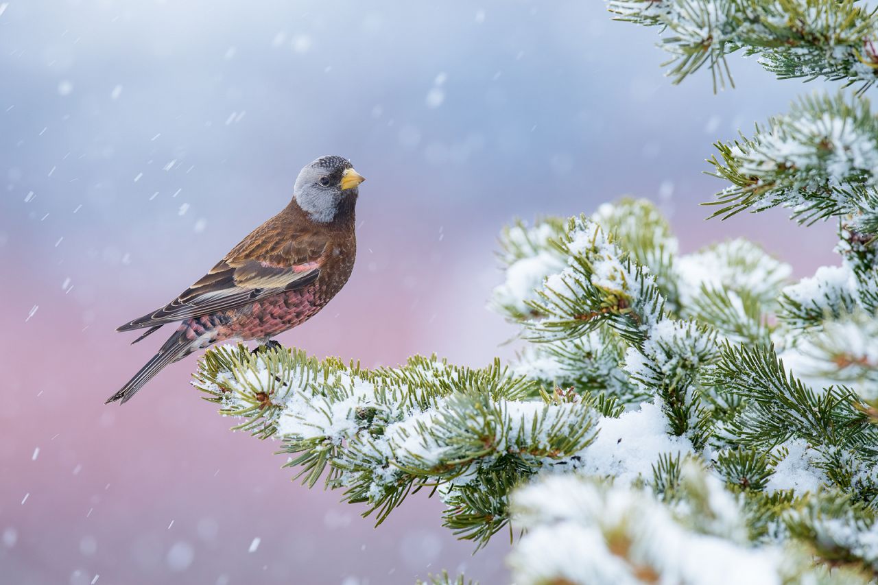 « Winter Pink » d'Alan Murphy