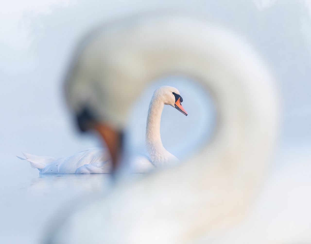 « Swanception » de Samuel Stone