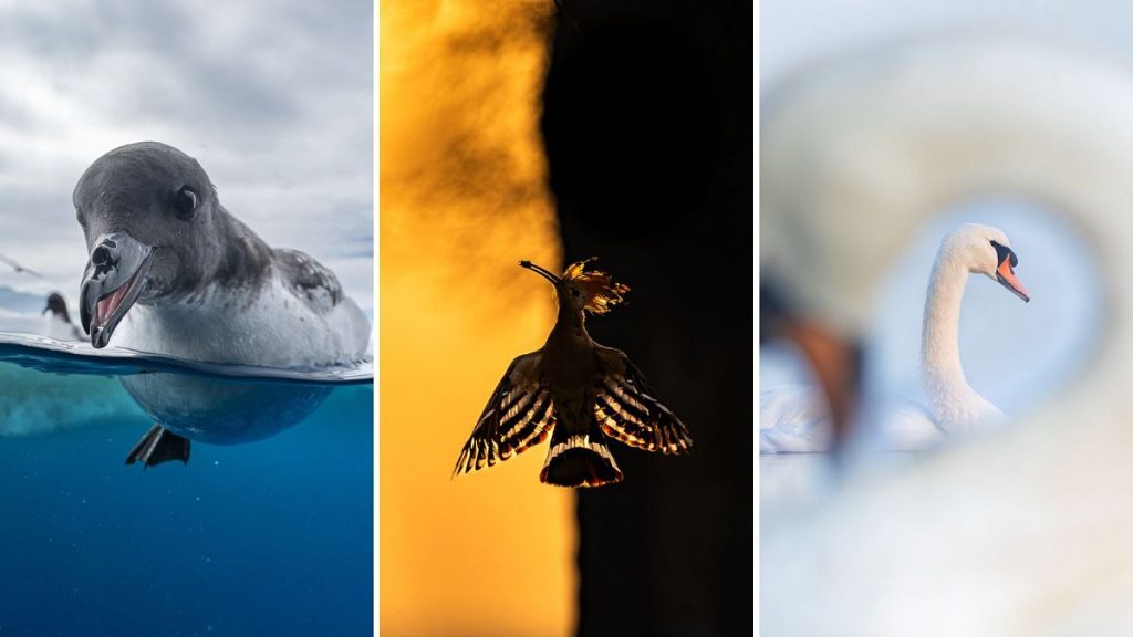 Des pingouins joueurs aux perroquets en cage : les gagnants du prix Bird Photographer of the Year 2024