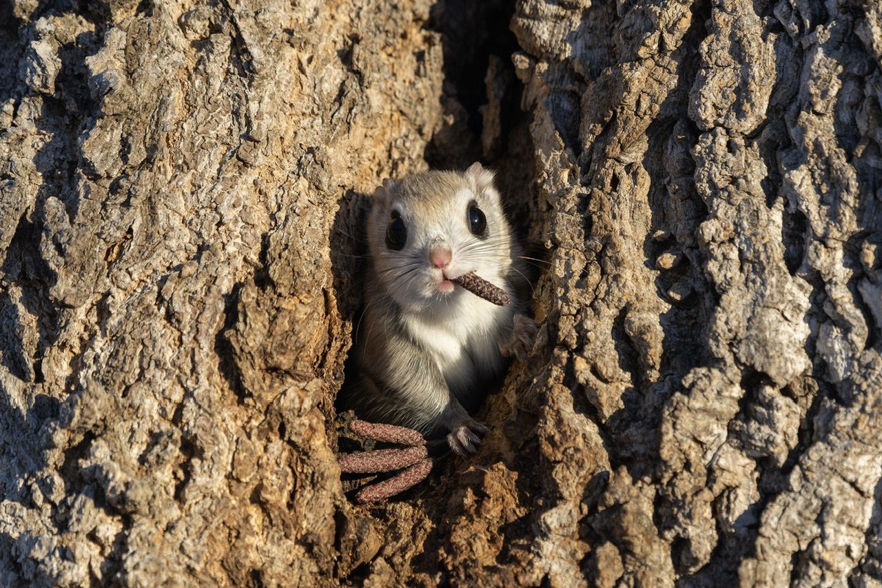 Cette photo d'un écureuil volant a été prise à Hokkaido au Japon.