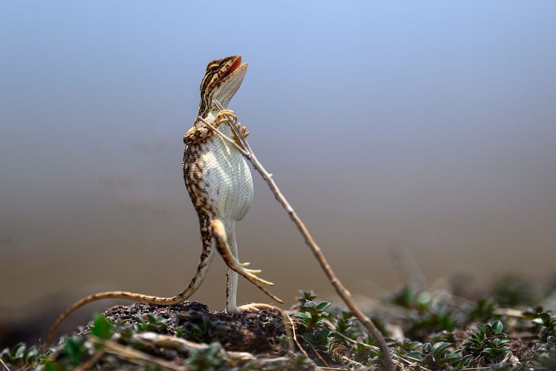 Les lézards à gorge en éventail ne peuvent être trouvés que dans le sous-continent indien, où ils ont évolué sous l'influence des changements climatiques. 