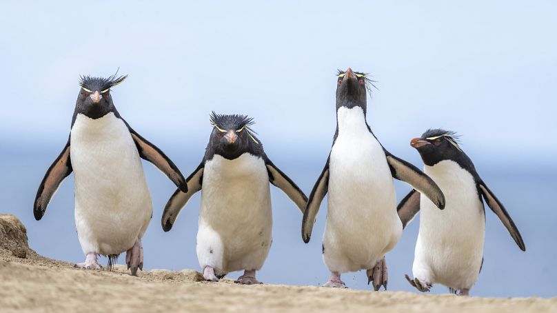 Cette image de manchots sauteurs du Sud a été prise sur l'île Pebble dans les îles Malouines. 