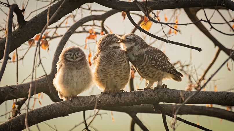 Ranganadhan dit que c'était amusant de voir les chouettes tachetées tenter d'obtenir un peu d'intimité.