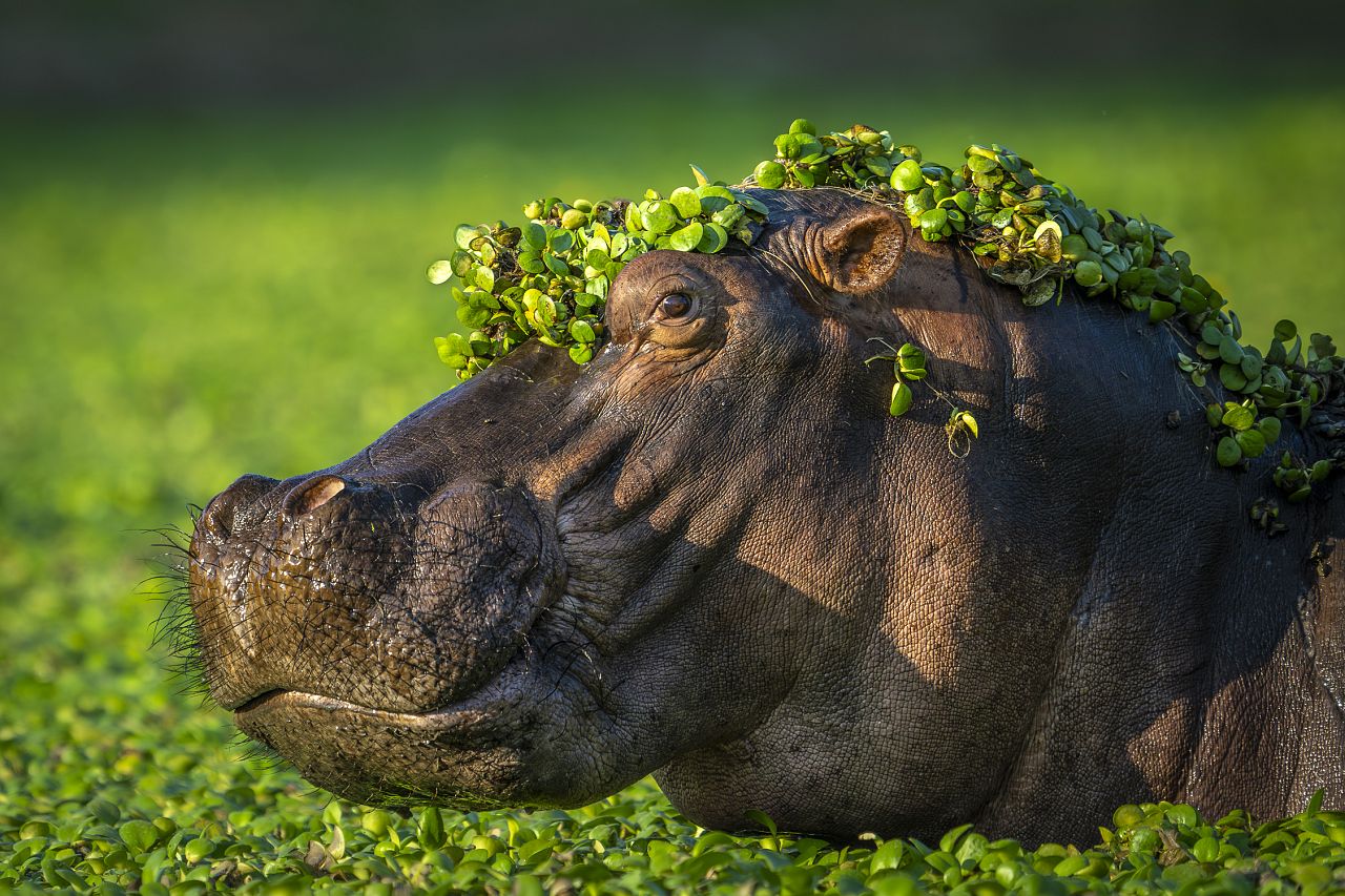   Stankiewicz a capturé ce portrait avec des plantes aquatiques décorant la tête d'un hippopotame. 