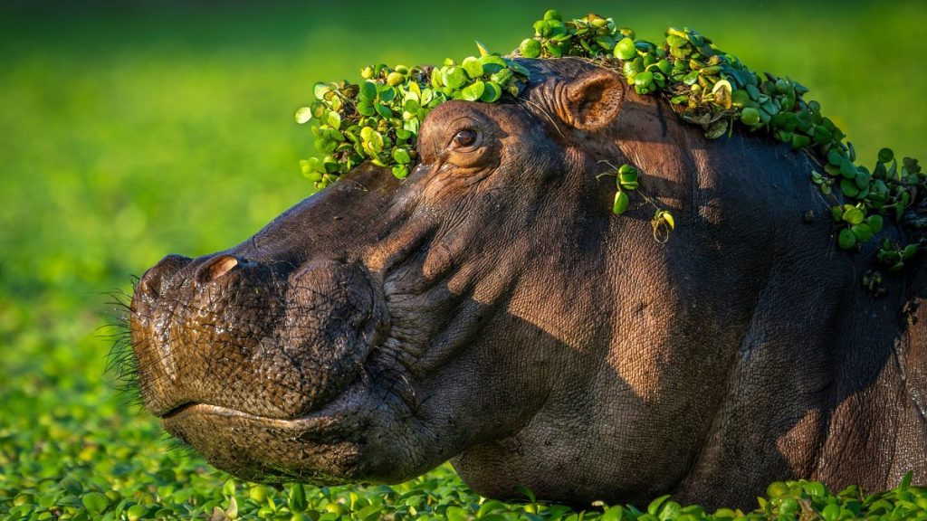 Chapeaux d'hippopotames, judo avec des ours polaires et chouettes embarrassantes : les photos d'animaux sauvages les plus drôles de l'année