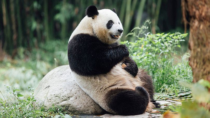 Le panda géant Ke Ke est vu à la base de Dujiangyan du Centre chinois de conservation et de recherche pour le panda géant, dans la province du Sichuan, dans le sud-ouest de la Chine, en septembre 2024.