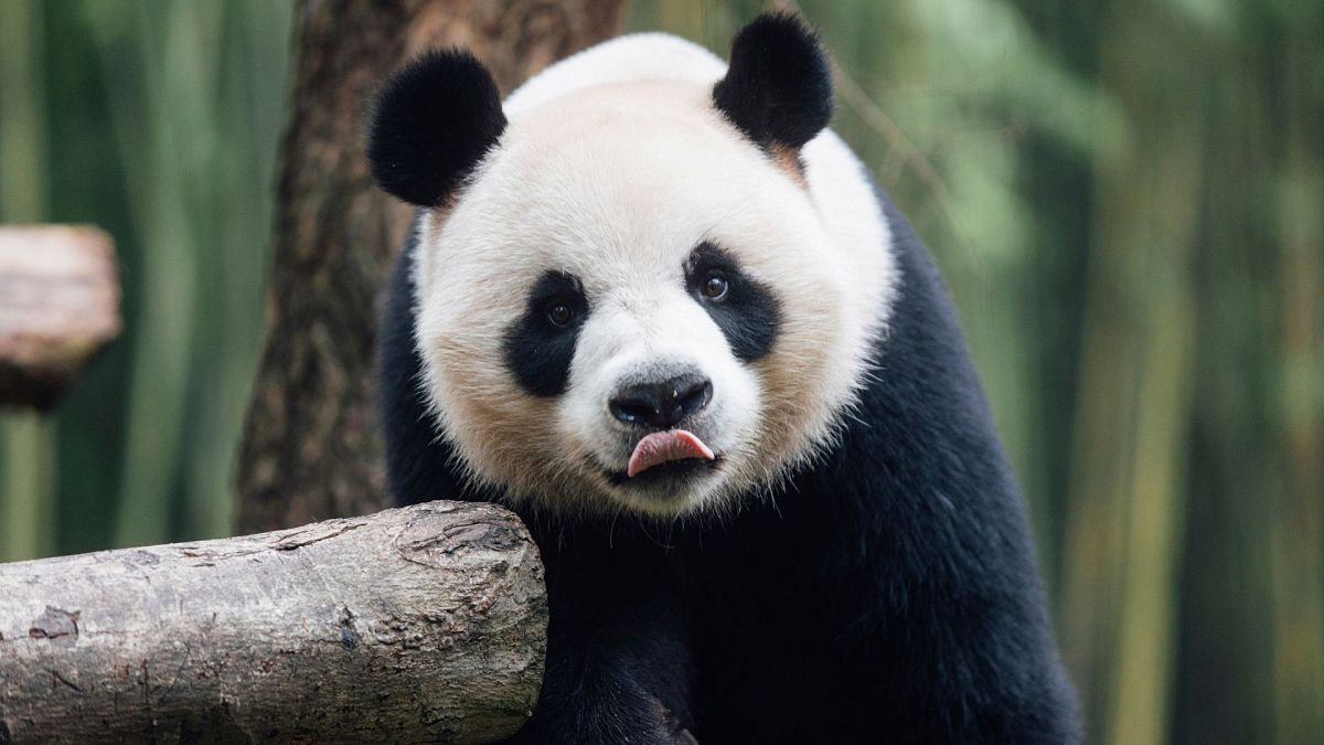 Giant Panda An An is seen at the Dujiangyan Base of the China Conservation and Research Centre for the Giant Panda in southwestern China