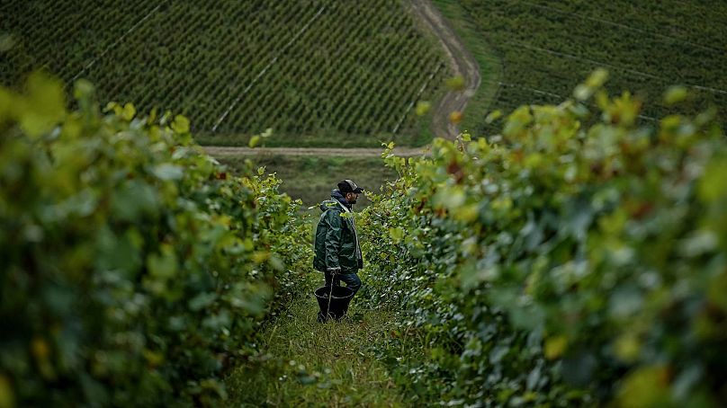 Un vendangeur récolte des raisins Chardonnay dans les vignobles du Domaine Lavantureux, à Chablis, en Bourgogne, France, le 25 septembre 2024. 