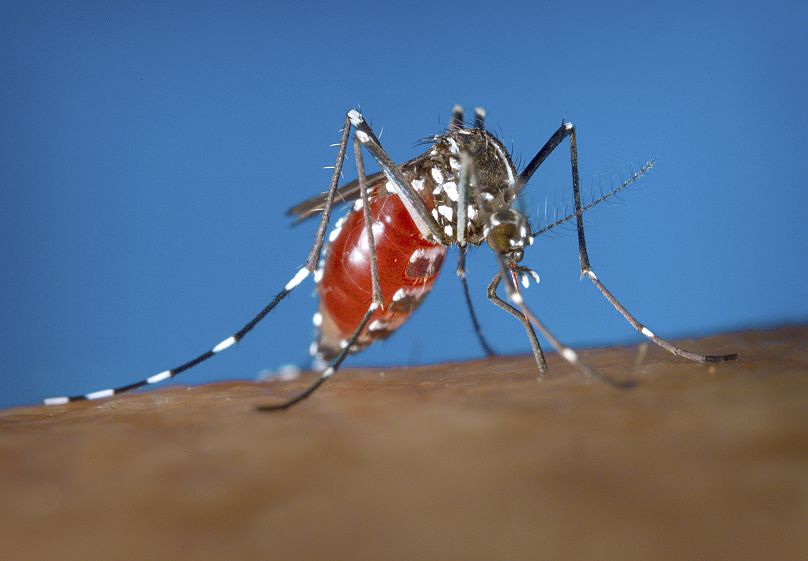 Cette photo de 2003 fournie par les Centres pour le contrôle et la prévention des maladies montre un moustique femelle Aedes albopictus se nourrissant de sang d'un hôte humain.