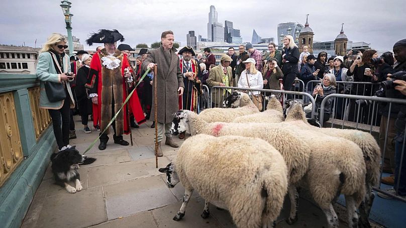 Damian Lewis conduit des moutons sur le pont de Southwark à Londres dans le cadre de la 11e London Sheep Drive