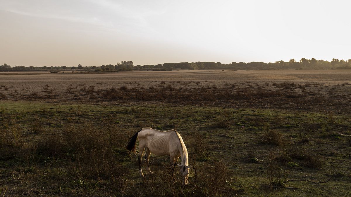 A horse grazes in the village of El Rocío in Almonte, southwest Spain, October 2022.