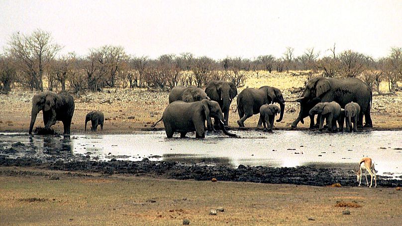 Des éléphants boivent dans un point d'eau du parc national d'Etosha en Namibie le 23 septembre 2004.