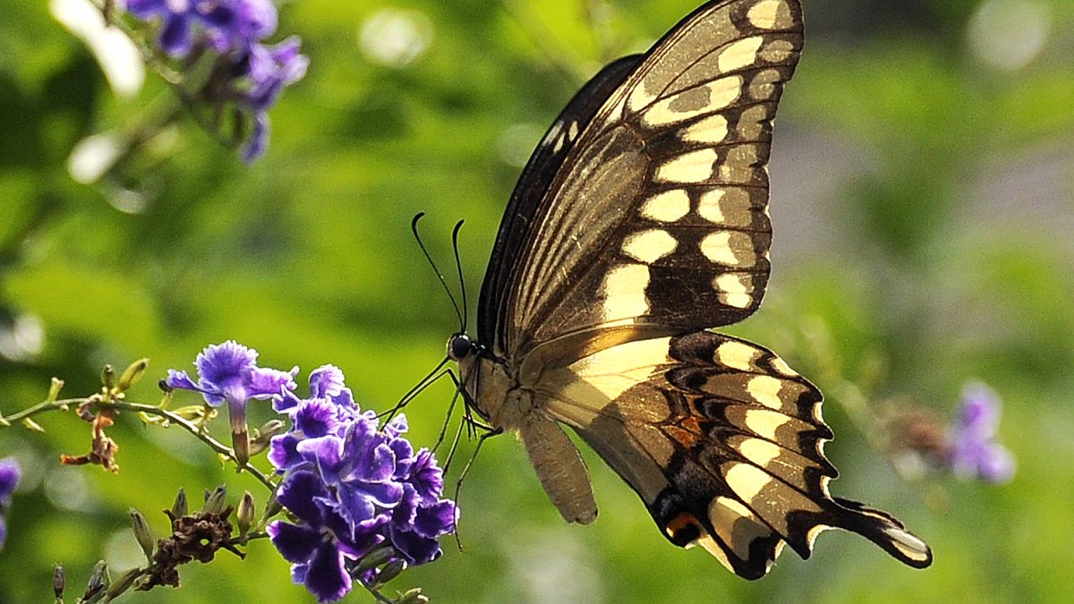 A giant swallowtail butterfly feeds on a Duranta flower Saturday, 6 June, 2015, in Houston.