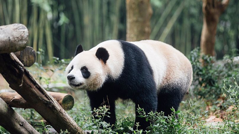 Le panda géant An An est vu à la base de Dujiangyan du Centre de conservation et de recherche de Chine pour le panda géant dans la province du Sichuan, dans le sud-ouest de la Chine, en septembre 2024