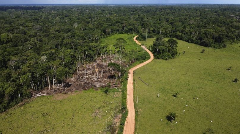 Des vaches errent dans une zone récemment déboisée de la réserve extractive de Chico Mendes, dans l'État d'Acre, au Brésil