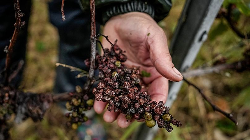 Un vendangeur présente des raisins Chardonnay attaqués par le mildiou au Domaine Lavantureux, à Chablis, en Bourgogne, France, le 25 septembre 2024. 