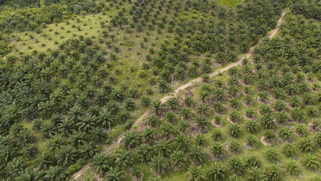 A palm oil plantation in South Sulawesi, Indonesia, where swathes of forest have been cleared over decades