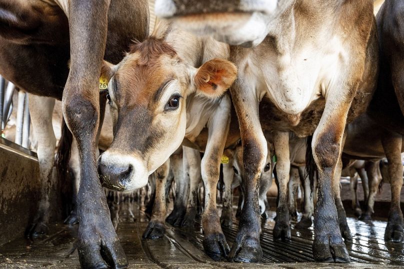 Des vaches Jersey se tiennent dans une stalle dans une ferme. 