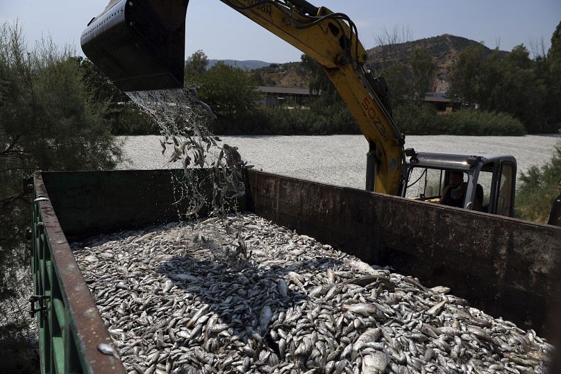 Un bulldozer ramasse des poissons morts dans une rivière près de la ville portuaire de Volos, le 29 août 2024