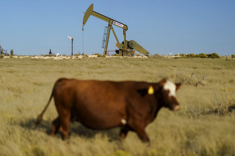 Une vache traverse un champ tandis qu'une pompe à huile et une torche brûlant du méthane et d'autres hydrocarbures se trouvent en arrière-plan.